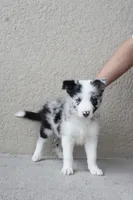 Milo , a male Border Collie for sale in Kissimmee, FL – 4 of 6