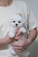 Bingo , a male Maltese for sale in Kissimmee, FL – 8 of 10