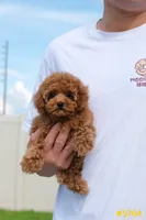 Lucy , a female Poodle - Toy  for sale in Kissimmee, FL – 6 of 9