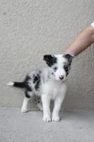 Milo , a male Border Collie for sale in Kissimmee, FL – 6 of 6