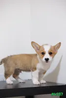 Mikey, a male Pembroke Welsh Corgi for sale in Kissimmee, FL – 4 of 8