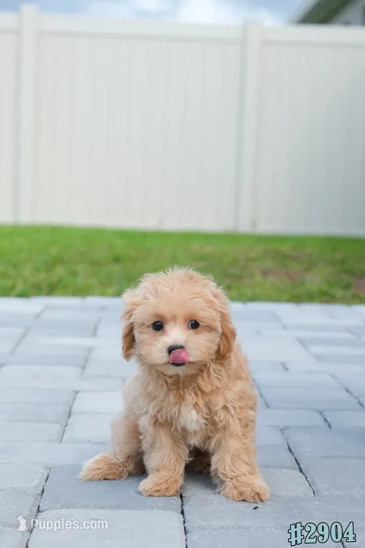 Miko – Maltipoo puppy for sale in Kissimmee, FL