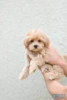 Milo, a male Maltipoo for sale in Kissimmee, FL – 3 of 9
