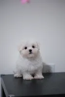 Bingo , a male Maltese for sale in Kissimmee, FL – 2 of 10