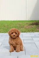 Lucy , a female Poodle - Toy  for sale in Kissimmee, FL – 4 of 9
