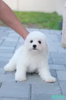 AKC snowflake , a male Bichon Frise for sale in Kissimmee, FL – 3 of 10