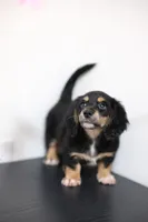 White toe girl , a female Miniature Dachshund for sale in Kissimmee, FL – 3 of 10