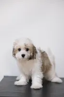 Rita , a female Coton de Tulear for sale in Kissimmee, FL – 4 of 7