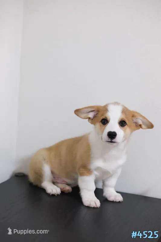 Mochi  – Pembroke Welsh Corgi puppy for sale in Kissimmee, FL