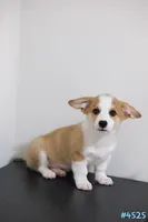 Mochi , a male Pembroke Welsh Corgi for sale in Kissimmee, FL – 1 of 7