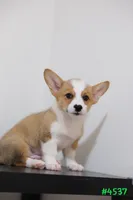 Mikey, a male Pembroke Welsh Corgi for sale in Kissimmee, FL – 7 of 8