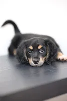 White toe girl , a female Miniature Dachshund for sale in Kissimmee, FL – 2 of 10