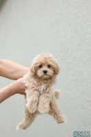 Milo, a male Maltipoo for sale in Kissimmee, FL – 4 of 9