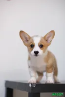 Mikey, a male Pembroke Welsh Corgi for sale in Kissimmee, FL – 3 of 8