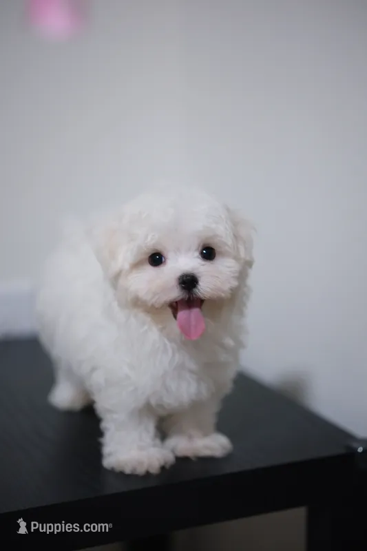 Bingo  – Maltese puppy for sale in Kissimmee, FL