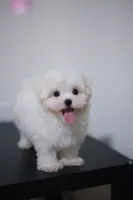 Bingo , a male Maltese for sale in Kissimmee, FL – 1 of 10