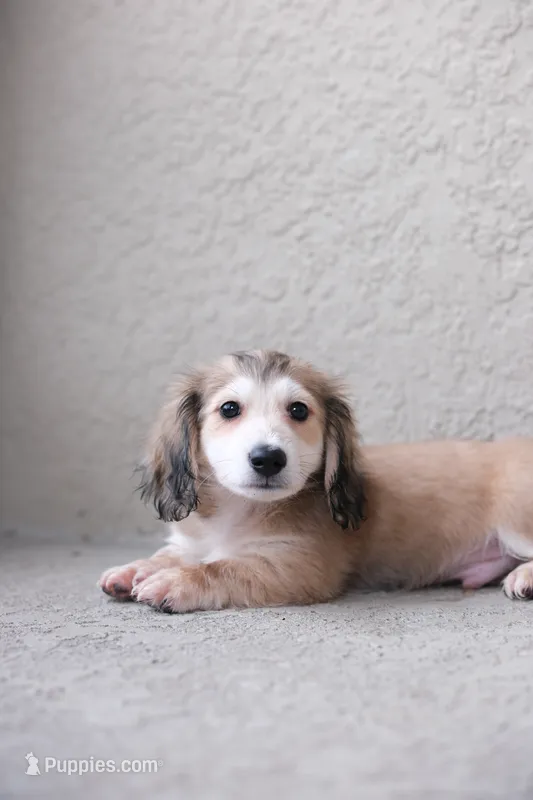 AKC Leo – Miniature Dachshund puppy for sale in Kissimmee, FL