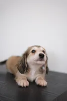 AKC Leo, a male Miniature Dachshund for sale in Kissimmee, FL – 4 of 8