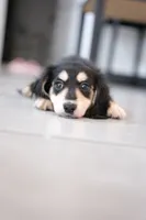 AKC Lina , a female Miniature Dachshund for sale in Kissimmee, FL – 9 of 9