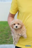Miko, a male Maltipoo for sale in Kissimmee, FL – 6 of 10