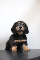 Black princess , a female Miniature Dachshund for sale in Kissimmee, FL – 8 of 10