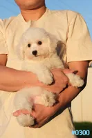 AKC Snowball, a male Bichon Frise for sale in Kissimmee, FL – 2 of 10