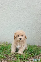 Milo, a male Maltipoo for sale in Kissimmee, FL – 9 of 9