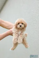 Milo, a male Maltipoo for sale in Kissimmee, FL – 1 of 9