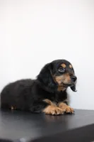 Black princess , a female Miniature Dachshund for sale in Kissimmee, FL – 4 of 10