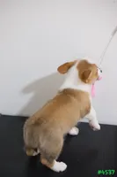 Mikey, a male Pembroke Welsh Corgi for sale in Kissimmee, FL – 5 of 8