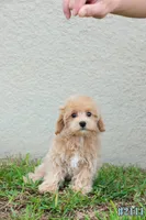 Milo, a male Maltipoo for sale in Kissimmee, FL – 5 of 9