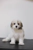 Rita , a female Coton de Tulear for sale in Kissimmee, FL – 5 of 7