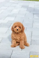 Lucy , a female Poodle - Toy  for sale in Kissimmee, FL – 3 of 9