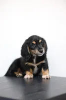 White toe girl , a female Miniature Dachshund for sale in Kissimmee, FL – 9 of 10
