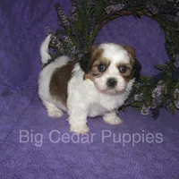 Ivy's #2 Male Teddybear, a male Shichon for sale in Mount Pleasant, IA – 1 of 5