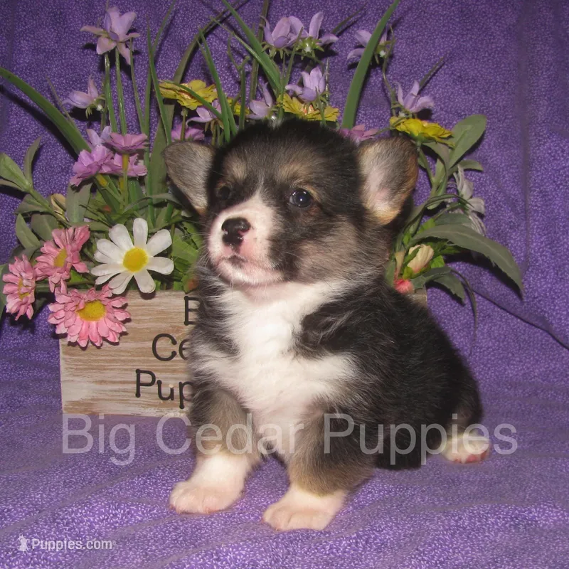 Pepper's #1  Tri Male – Pembroke Welsh Corgi puppy for sale in Mount Pleasant, IA