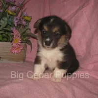 Pepper's #3  Tri Female, a female Pembroke Welsh Corgi for sale in Mount Pleasant, IA – 5 of 6