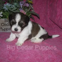 Ivy's #5 Female Teddybear, a female Shichon for sale in Mount Pleasant, IA – 3 of 4