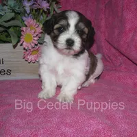 Ivy's #5 Female Teddybear, a female Shichon for sale in Mount Pleasant, IA – 4 of 4