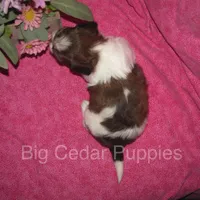 Ivy's #5 Female Teddybear, a female Shichon for sale in Mount Pleasant, IA – 2 of 4