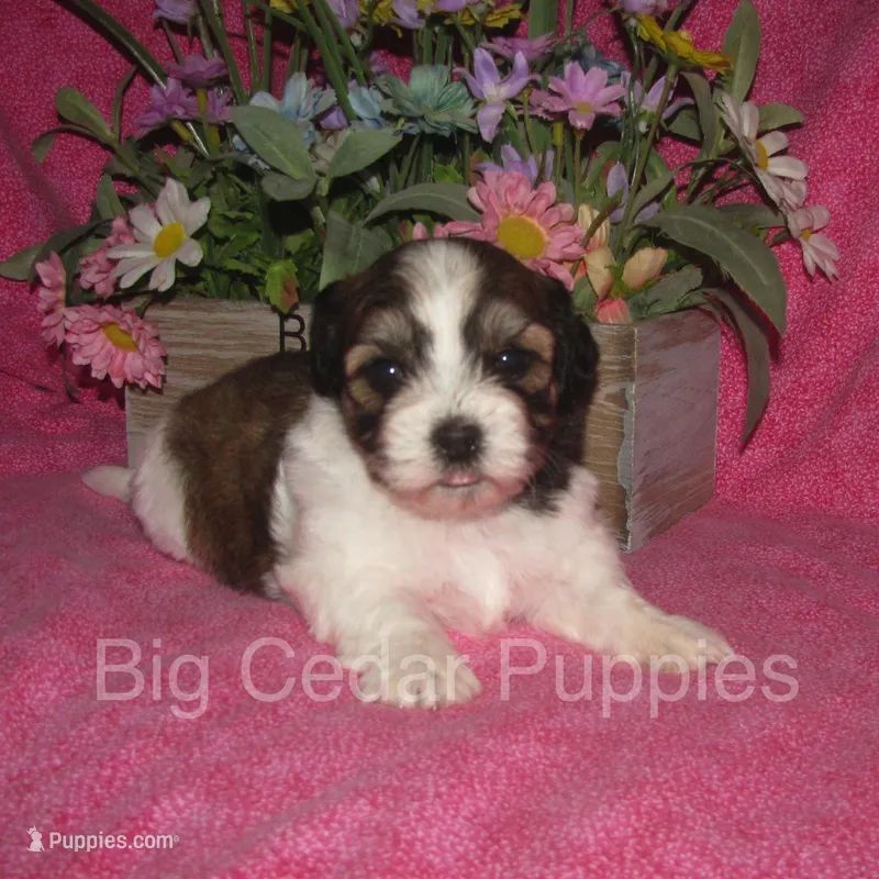 Ivy's #5 Female Teddybear – Shichon puppy for sale in Mount Pleasant, IA