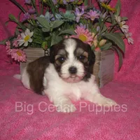 Ivy's #5 Female Teddybear, a female Shichon for sale in Mount Pleasant, IA – 1 of 4