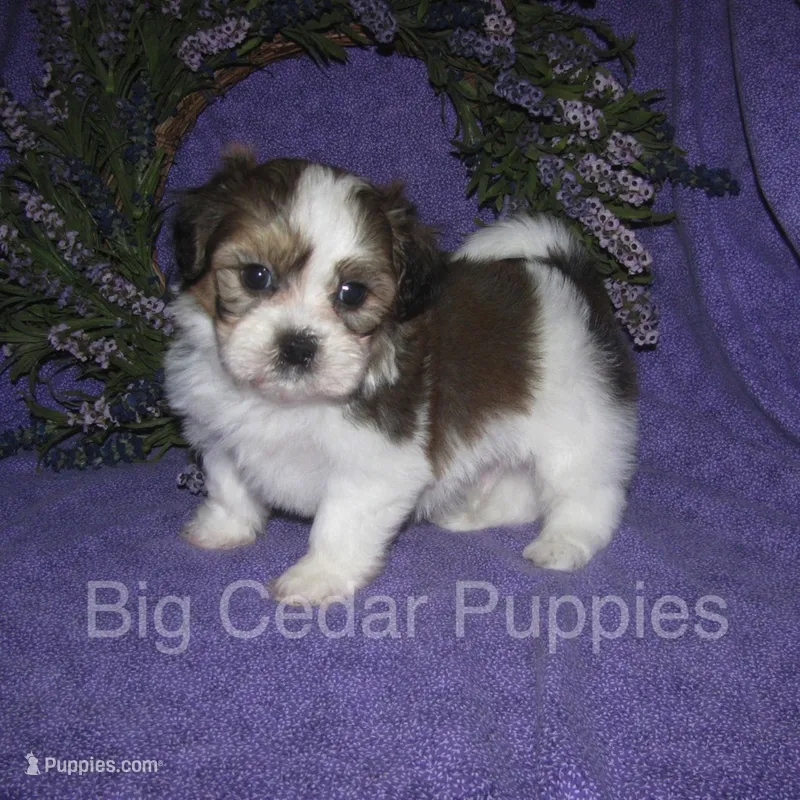 Eevee's #2  Male – Shichon puppy for sale in Mount Pleasant, IA
