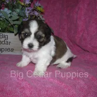 Ivy's #7  Female Teddybear, a female Shichon for sale in Mount Pleasant, IA – 2 of 4