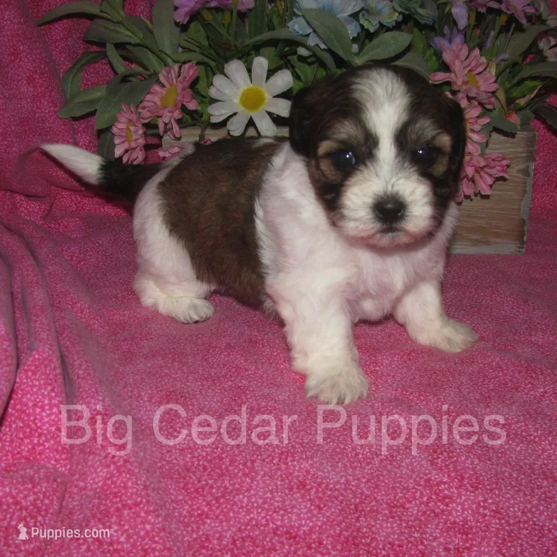 Ivy's #7  Female Teddybear – Shichon puppy for sale in Mount Pleasant, IA