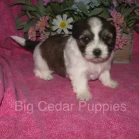 Ivy's #7  Female Teddybear, a female Shichon for sale in Mount Pleasant, IA – 1 of 4