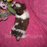 Ivy's #7  Female Teddybear, a female Shichon for sale in Mount Pleasant, IA – 3 of 4