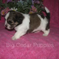 Ivy's #7  Female Teddybear, a female Shichon for sale in Mount Pleasant, IA – 4 of 4