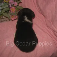 Pepper's #3  Tri Female, a female Pembroke Welsh Corgi for sale in Mount Pleasant, IA – 3 of 6