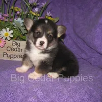 Pepper's #1  Tri Male, a male Pembroke Welsh Corgi for sale in Mount Pleasant, IA – 5 of 6